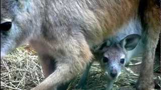 Baby Euro wallaroo.ケナガワラルーの赤ちゃん。