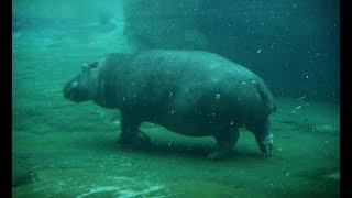 Most Amazing Hippo RUNNING, WALKING and SWIMMING Underwater