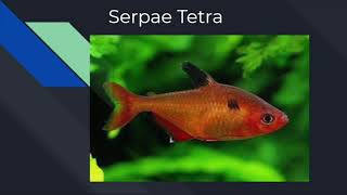 A Review Of Serpae Tetra Fish.