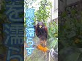 ただ鷹を濡らすだけの動画 ハリスホーク 猛禽類 日光浴 日常 鷹の爪 vlog