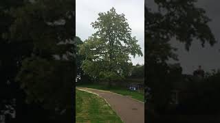 Black locust (Robinia pseudoacacia) - tree - June 2018