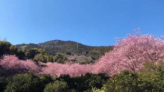 雪割桜＠桑田山 須崎市 高知