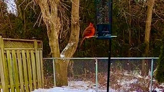 Birds in the winter🇨🇦