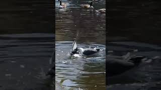 #Bird #short video #short field #JD-GURU-B #animal video March 2023