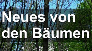 Wald - Bäume und Bienen müssen weg - Neuigkeiten zum Nachbarschaftsstreit