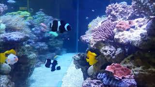 人工黑公子斷紋小丑Misbar Black False Percula Clownfish（Captive-Bred）