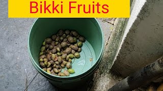 Bikki Fruits of South India