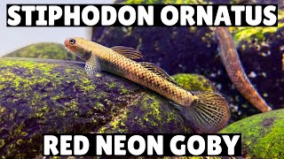 *NEW* Stiphodon Ornatus - Red Neon Goby