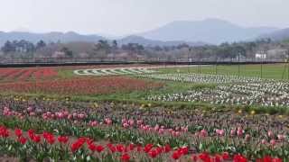 2015 山中湖花の都公園　4K撮影