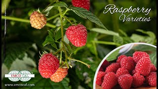 EMCO CAL - Rubus Programs and Varieties