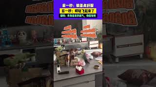 1月21日（發布）黑龍江，前一秒：躺著真舒服，后一秒：啊噠飛起來了，貓咪：有你是我的福氣，你就玩吧