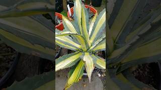 🪴 AGAVE AMERICANA ' JOANNA' 🥃 YELLOW-BANDED CENTURY PLANT 🪴