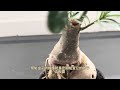 沙漠玫瑰砍头之后怎么了？update on adenium after pruning adenium desertrose 沙漠玫瑰 plants bunga