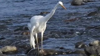 翼の折れたダイサギ、治癒はむりかな・・・・かわいそうだけど、現実です。