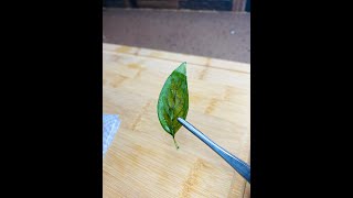 How To Make Microwave Basil Chip Garnish in 2 minutes! #shorts