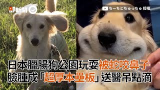 日本臘腸狗公園玩耍被蛇咬鼻子　臉腫成「超厚本壘板」送醫吊點滴│寵物│狗狗│