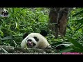 20170203 圓仔在山坡上暗藏的存糧 the giant panda yuan zai