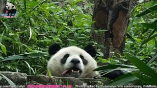 20170203 圓仔在山坡上暗藏的存糧 The Giant Panda Yuan Zai