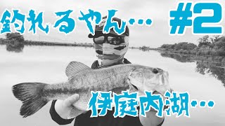 【伊庭内湖】【琵琶湖】#2 五月の伊庭内湖…釣れちゃったやんね #琵琶湖 #バス釣り #テキサスリグ