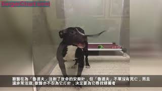 狗狗被逼安樂死奇蹟生還 獸醫不忍再補針 現在它有家了