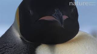 Close up of Emperor penguin face looking around and towards camera, Snow Hill Island, Antarctica