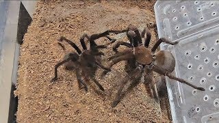 핑크풋 골리앗 메이팅(Theraphosa apophysis)