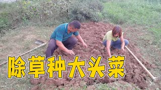 大姐准备种一些大头菜，先拔草在挖土，忙到了天黑【乡村大姐】