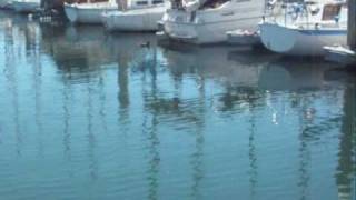 Fishing Redondo Harbor - Bonito Bonanza and Bass Tactics