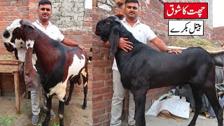 Beautiful Amritsari Goats Of Moshin Bhai - Chat Ka Shoq Lahore 2023