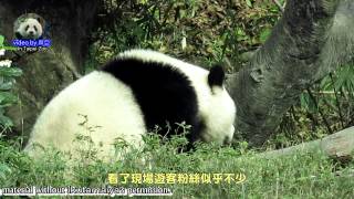 20150227圓仔滾著下棲架 The Giant Panda Yuan Zai