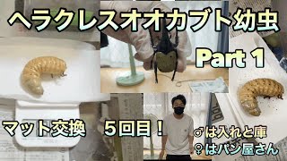 【ヘラクレスオオカブト⑤】マット交換５回目　Part 1【性別判別して飼育スペース確保したい】