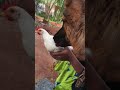 husbandsothanaigal funny_chicken kozhi_koothugal funny கோழி முட்டை போட்டதும் பானையில் எடுத்து வை