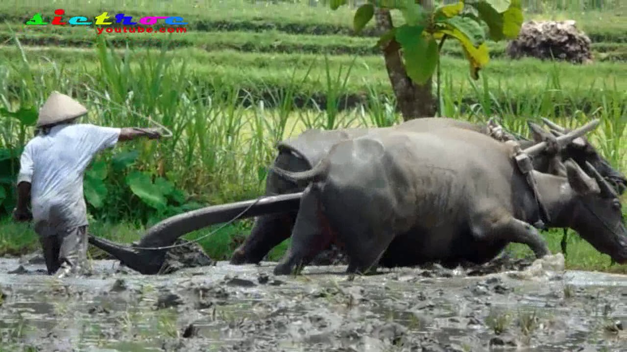 Wow,Susahnya Membajak Sawah Menggunakan Kerbau - YouTube