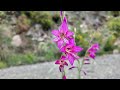 Spring in Spain  Malaga to Marbella  Mountains  Flowers  4K 2024