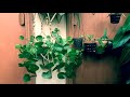 Coin Plant Coming Back To Life After Watering | Time-lapse