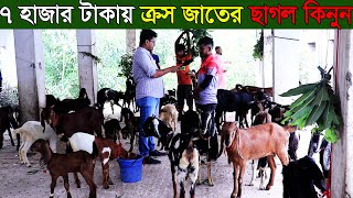 বি - বাড়িয়া থেকে কমদামে ক্রস জাতের ছাগল কিনুন মাত্র ৭ হাজার টাকা থেকে ২৫ হাজার টাকায় goat price