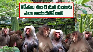 how to protect crops from monkeys // కోతుల నుంచి మనం వేసిన పంటలను ఎలా కాపాడుకోవాలి