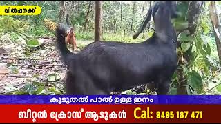 ബീറ്റൽ ക്രോസ് ആടുകൾ വിൽപ്പനക്ക് | Goat Sale | Beetel Cross #beetel #goat