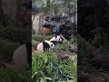 20141116 圓圓及圓仔坐在一起吃竹子的萌樣 giant panda yuan zai and yuan yuan