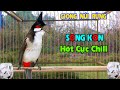 Chào Mào Song Kon Hót Cực Chill -Âm Thanh Núi Rừng Dùng - Luyện Giọng Hiệu Quả Đỉnh Cao !