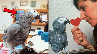 The Genius Parrot Who Said (I Love You) Before The End