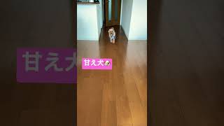 呼ぶまでアピールしてくる愛犬が可愛い過ぎる#shorts #tiktok #comedy #cute #dog#いぬ #おもしろ #動物 #野生動物 #love