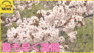 札幌の桜スポット　チシマザクラを求めて4000人　寒地土木研究所