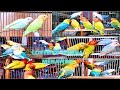 Lovebird kamis ceria ready buanyakkk siap diborong warna antik dan unik