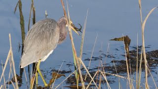 Tricolor Heron