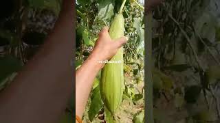 கஷ்டப்பட்டு உழைக்கும் உழைப்பாளிக்கு #விவசாயம் #automobile #ivasaye #agriculturalsystem#youtubeshorts