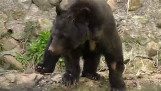 動物園の熊　ニッポンツキノワグマ ／ Japanese Black Bear　【広島・安佐動物公園】hiroshima asazoo