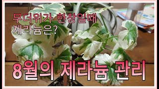 8월의 제라늄 관리ㅣPelargonium gardening in August