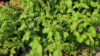 Tulasi తులసి / Tulsi तुलसी / Holy Basil / Complete guide for Growing and Caring