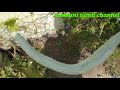 மாடி தோட்டத்தில் இன்றைய அறுவடை terrace garden harvest